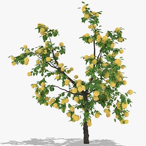 quince fruits hight 3D model