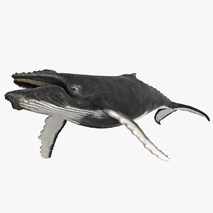 rigged humpback whale 3D model