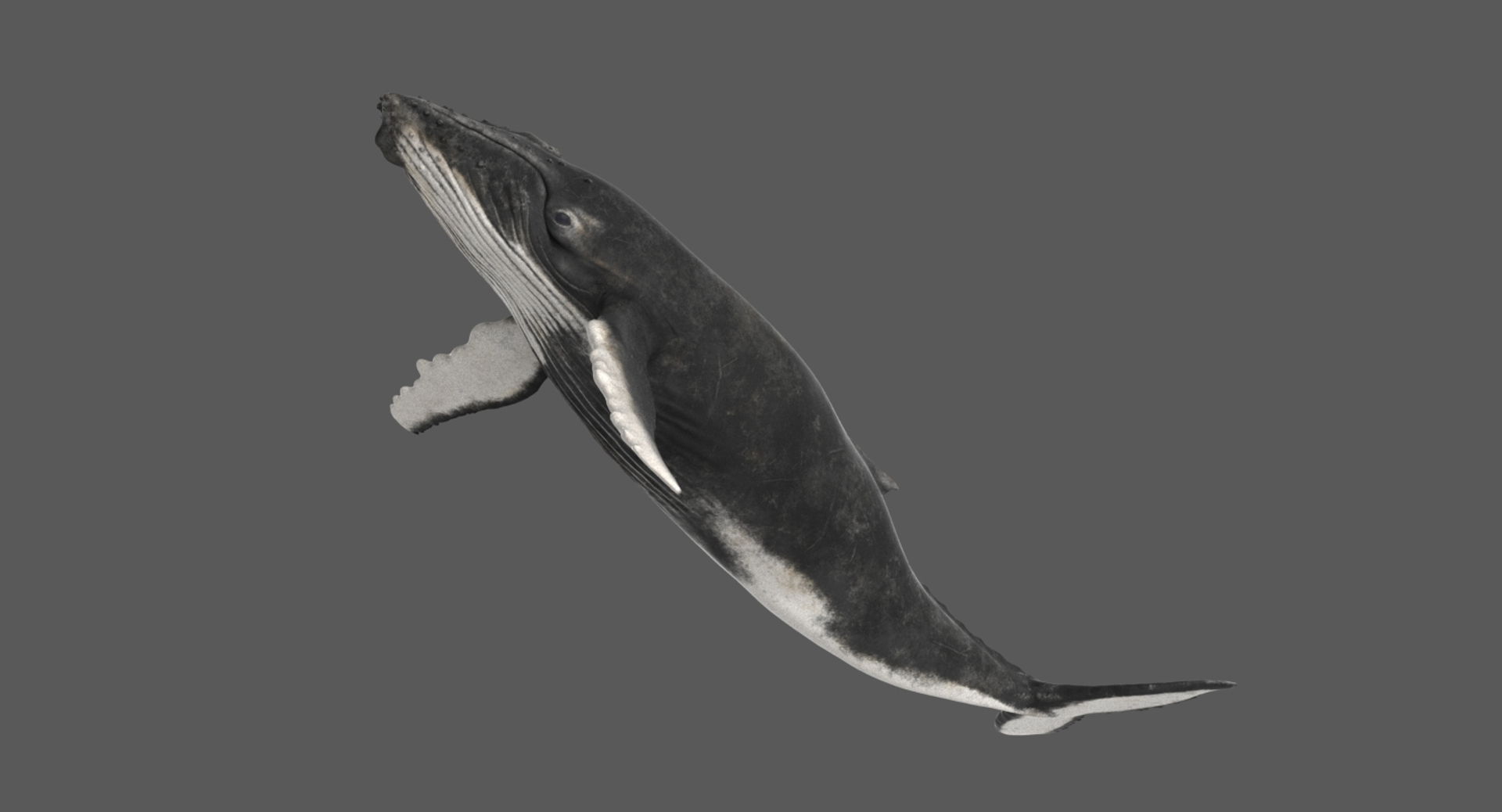 Rigged Humpback Whale 3D Model - TurboSquid 1413392