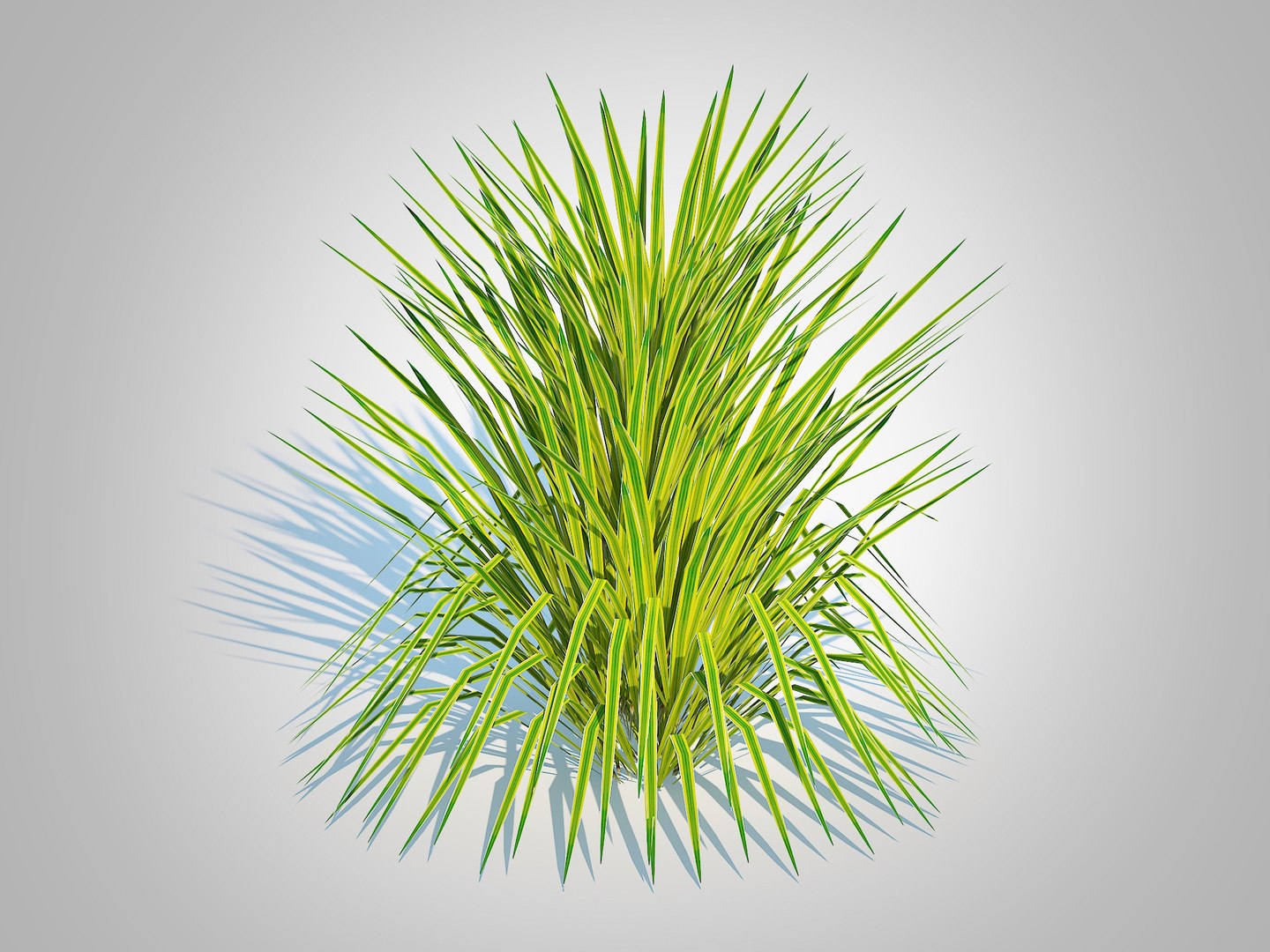 3D Hakonechloa - forest grass https://p.turbosquid.com/ts-thumb/Kv/J1SkyW/8L/2/jpg/1731738624/1920x1080/fit_q87/b9574c7f66486e9f6b8f6cfe89b2f522095007b9/2.jpg