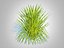 Hakonechloa - grama da floresta