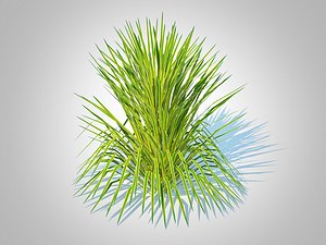 3D Hakonechloa - forest grass