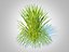 Hakonechloa - grama da floresta