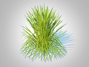 Hakonechloa - forest grass