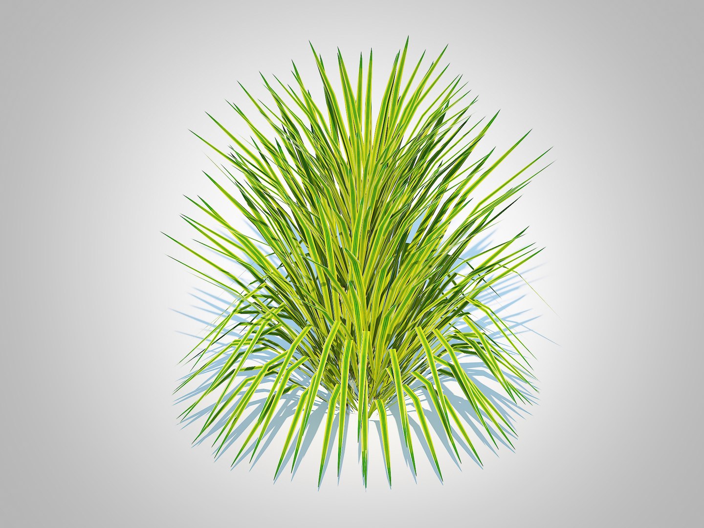 3D Hakonechloa - forest grass https://p.turbosquid.com/ts-thumb/Kv/J1SkyW/tG/3/jpg/1731738624/1920x1080/fit_q87/d4817f80fadfd933f66614b4f1682a079a24591d/3.jpg