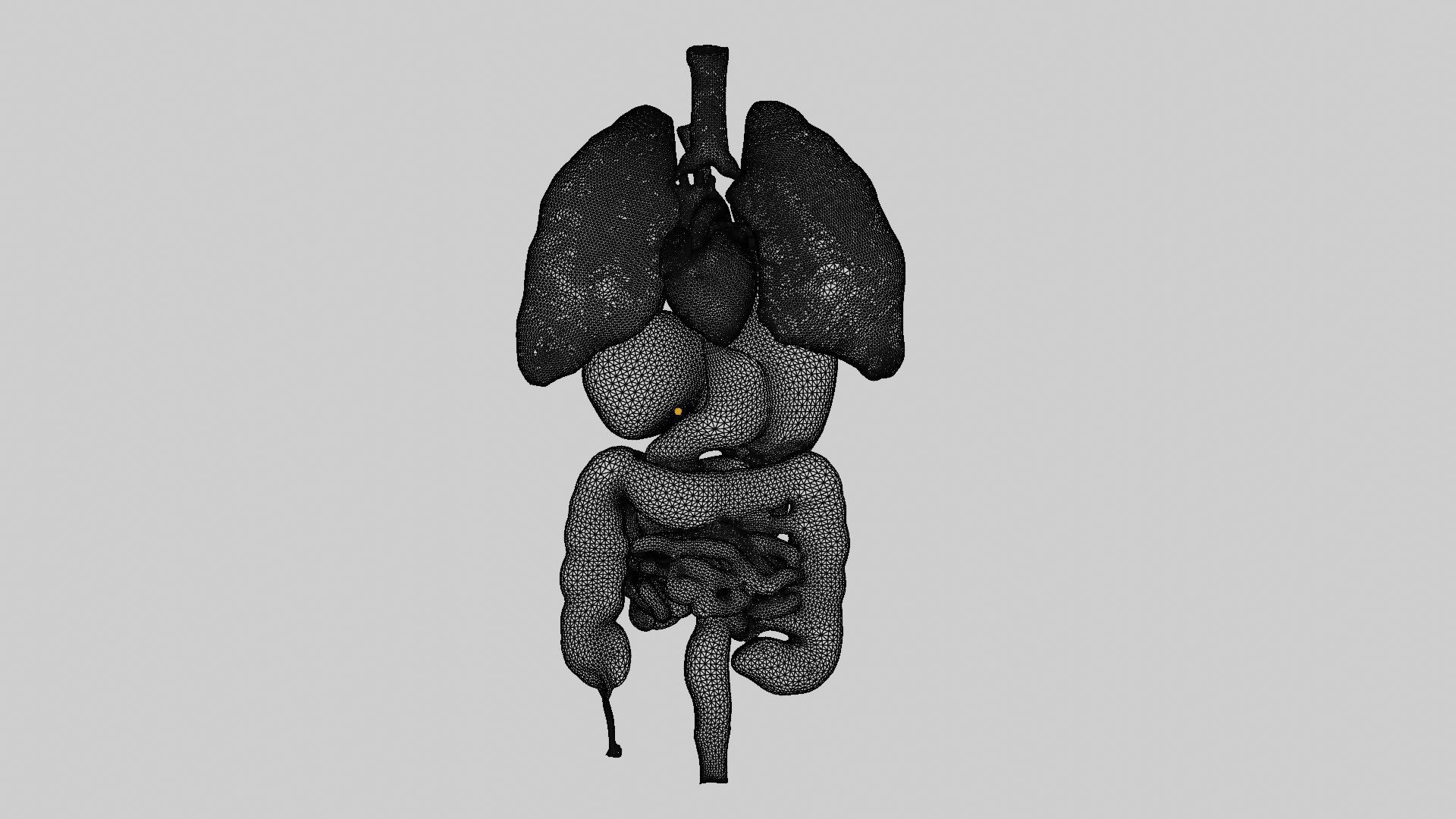 3D Human Anatomy 3D Model - Realistic Internal Organs https://p.turbosquid.com/ts-thumb/Kv/PF6VmL/1i/untitled/png/1741732781/1920x1080/fit_q87/770377e4153e3566cd7ee73bc011cfef02b37462/untitled.jpg