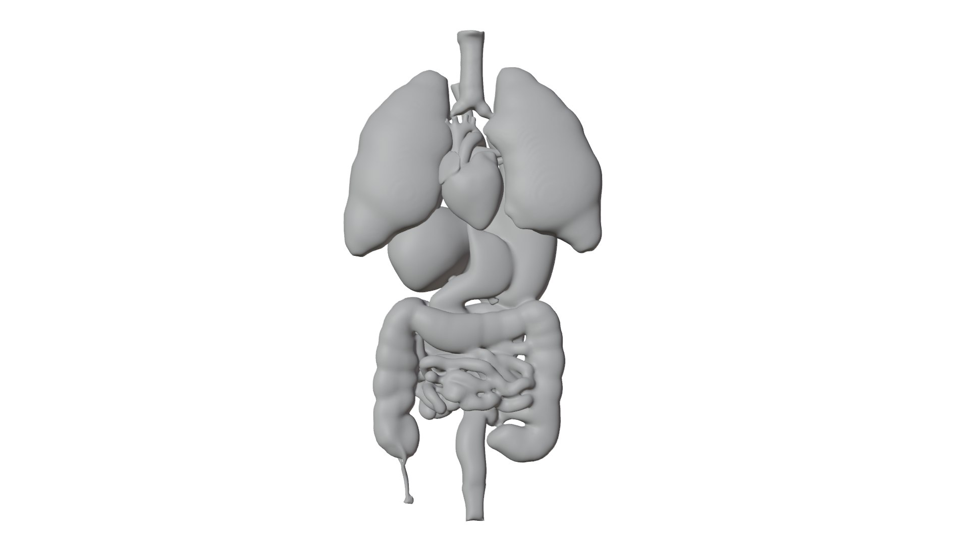 3D Human Anatomy 3D Model - Realistic Internal Organs https://p.turbosquid.com/ts-thumb/Kv/PF6VmL/33/ll/png/1741643618/1920x1080/fit_q87/8304bebcc6f4eb2fae23cdcbcd00d67cd69be378/ll.jpg