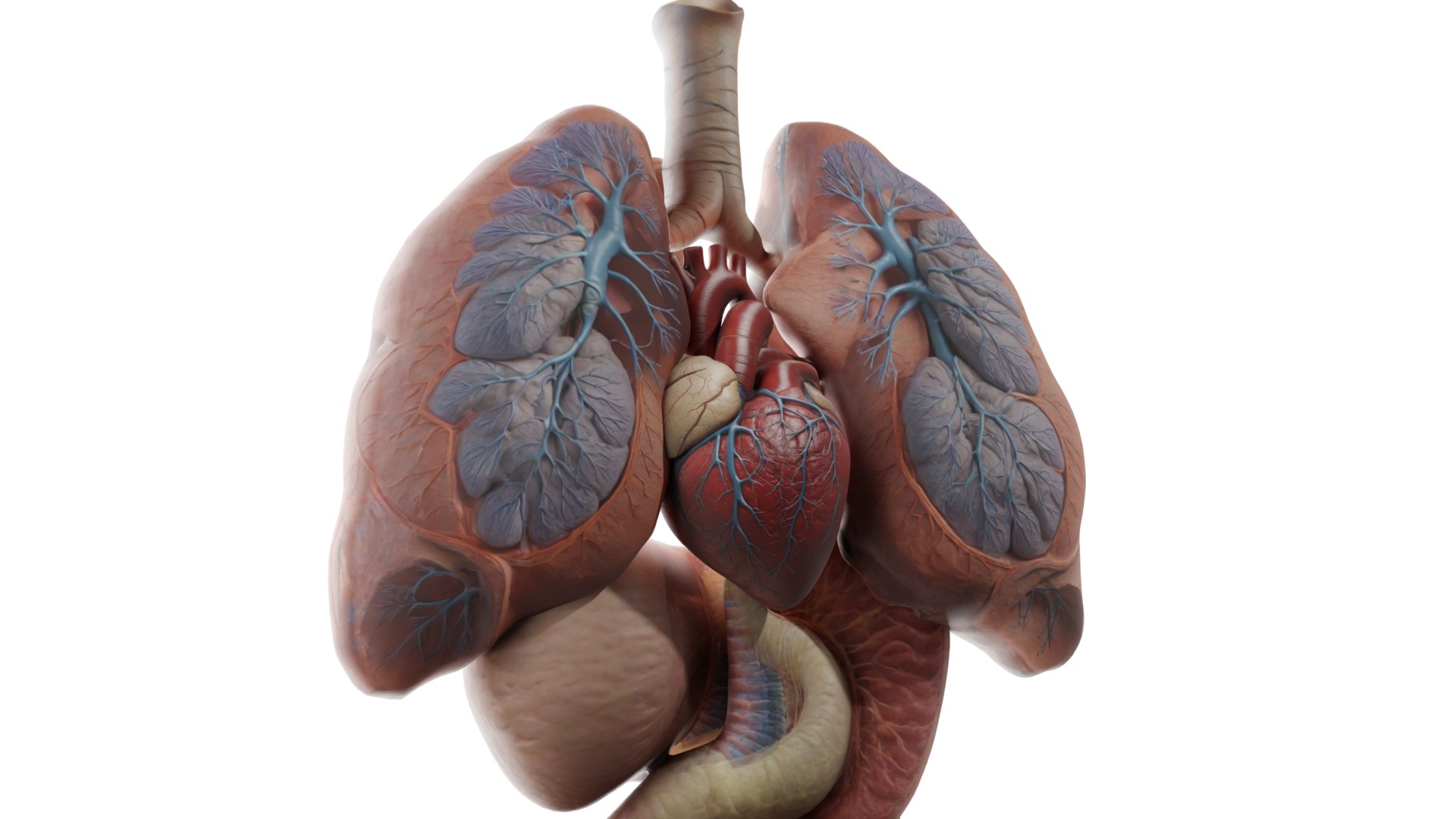 3D Human Anatomy 3D Model - Realistic Internal Organs https://p.turbosquid.com/ts-thumb/Kv/PF6VmL/Fy/zoom/png/1741643735/1920x1080/fit_q87/2f8498295646e4eef4b088e9b65df8658b3631f5/zoom.jpg