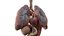 Human Anatomy 3D Model - Realistic Internal Organs