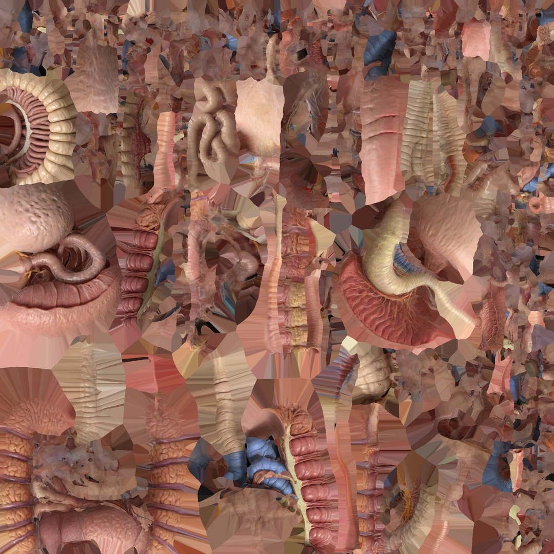 3D Human Anatomy 3D Model - Realistic Internal Organs https://p.turbosquid.com/ts-thumb/Kv/PF6VmL/fo/uv/jpg/1741732969/1920x1080/fit_q87/57539fbf57bb42f72aef5ef8a7b7ac0c2b7ec29a/uv.jpg