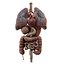 Human Anatomy 3D Model - Realistic Internal Organs