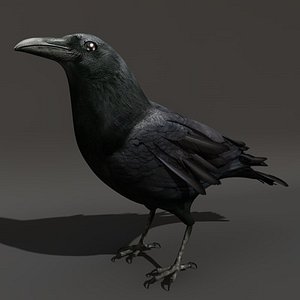 crow black raven c4d
