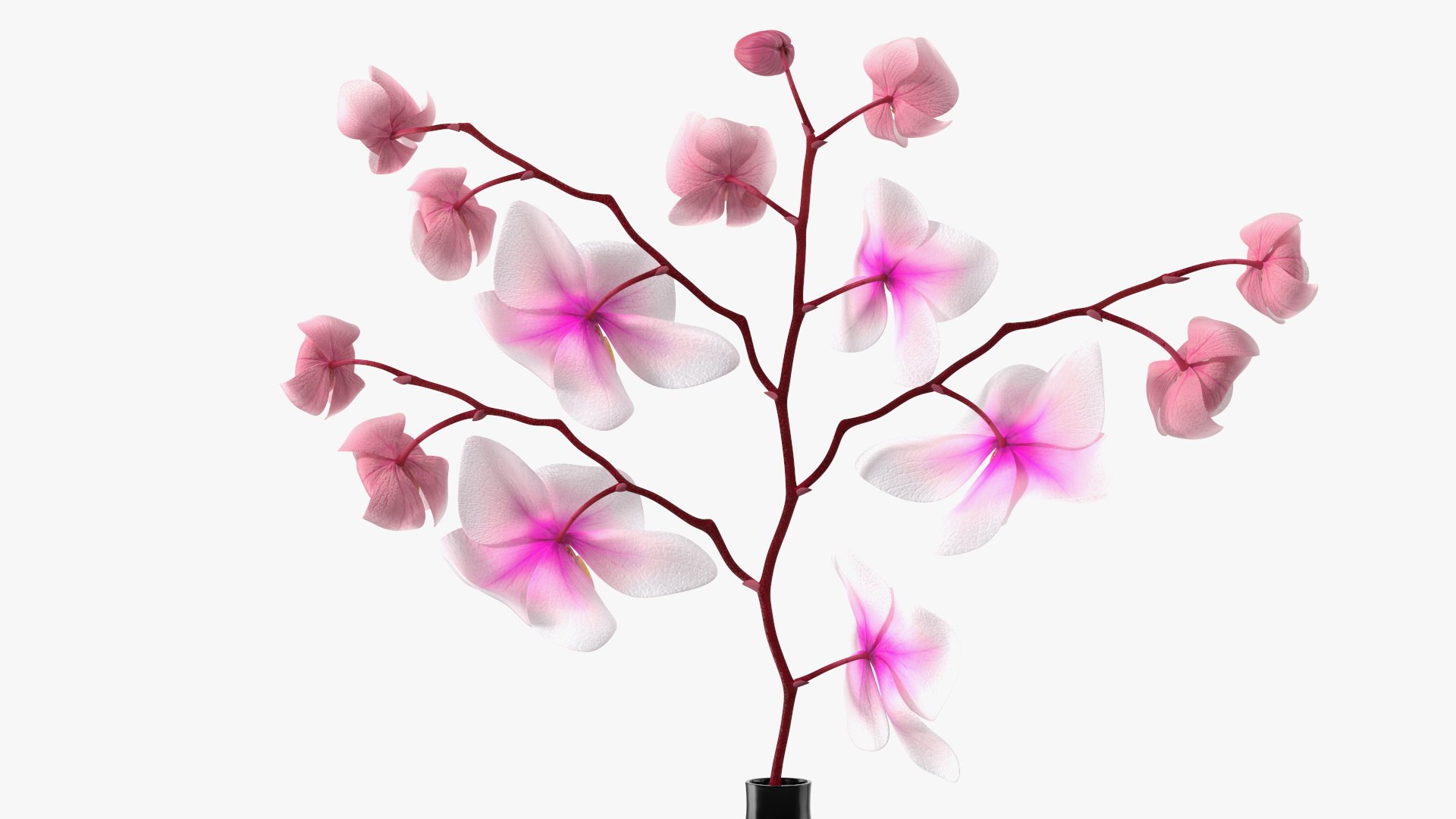 Black Vase with Phalaenopsis Orchid 3D https://p.turbosquid.com/ts-thumb/Kv/RVZ6uy/5j/blackvasewithphalaenopsisorchidmb3dmodel013/jpg/1686081054/1920x1080/fit_q87/9313644a6ce0567bd31c09d6fc52587e88922c3f/blackvasewithphalaenopsisorchidmb3dmodel013.jpg