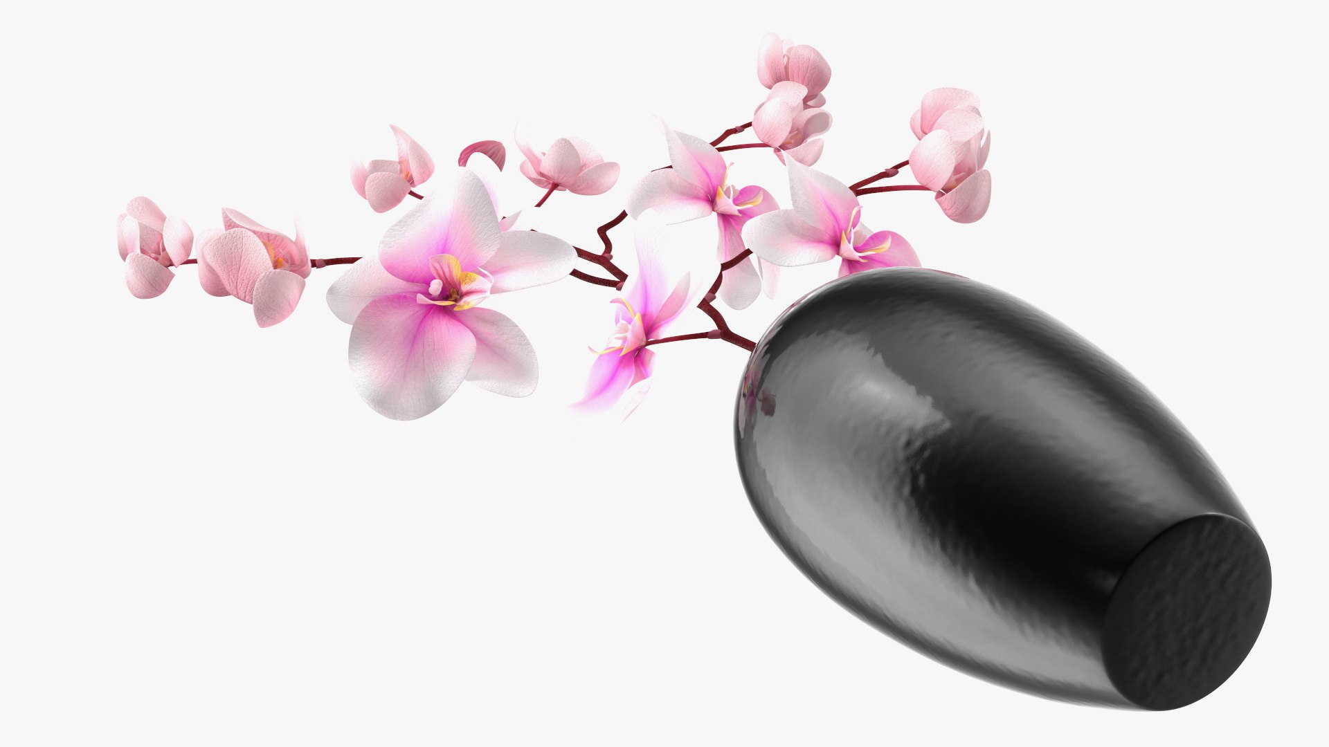 Black Vase with Phalaenopsis Orchid 3D https://p.turbosquid.com/ts-thumb/Kv/RVZ6uy/6f/blackvasewithphalaenopsisorchidmb3dmodel015/jpg/1686081060/1920x1080/fit_q87/8b4dc494a931393ab4e40eab9afbdec3fdd5d1c9/blackvasewithphalaenopsisorchidmb3dmodel015.jpg