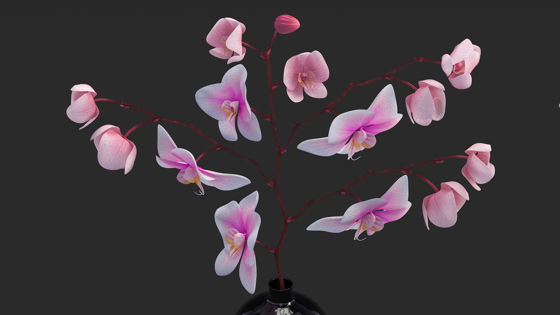 Black Vase with Phalaenopsis Orchid 3D https://p.turbosquid.com/ts-thumb/Kv/RVZ6uy/Ob/blackvasewithphalaenopsisorchidmb3dmodel009/jpg/1686081041/1920x1080/fit_q87/4f99c1d3347578cc031c440959d9db8723e6a67d/blackvasewithphalaenopsisorchidmb3dmodel009.jpg