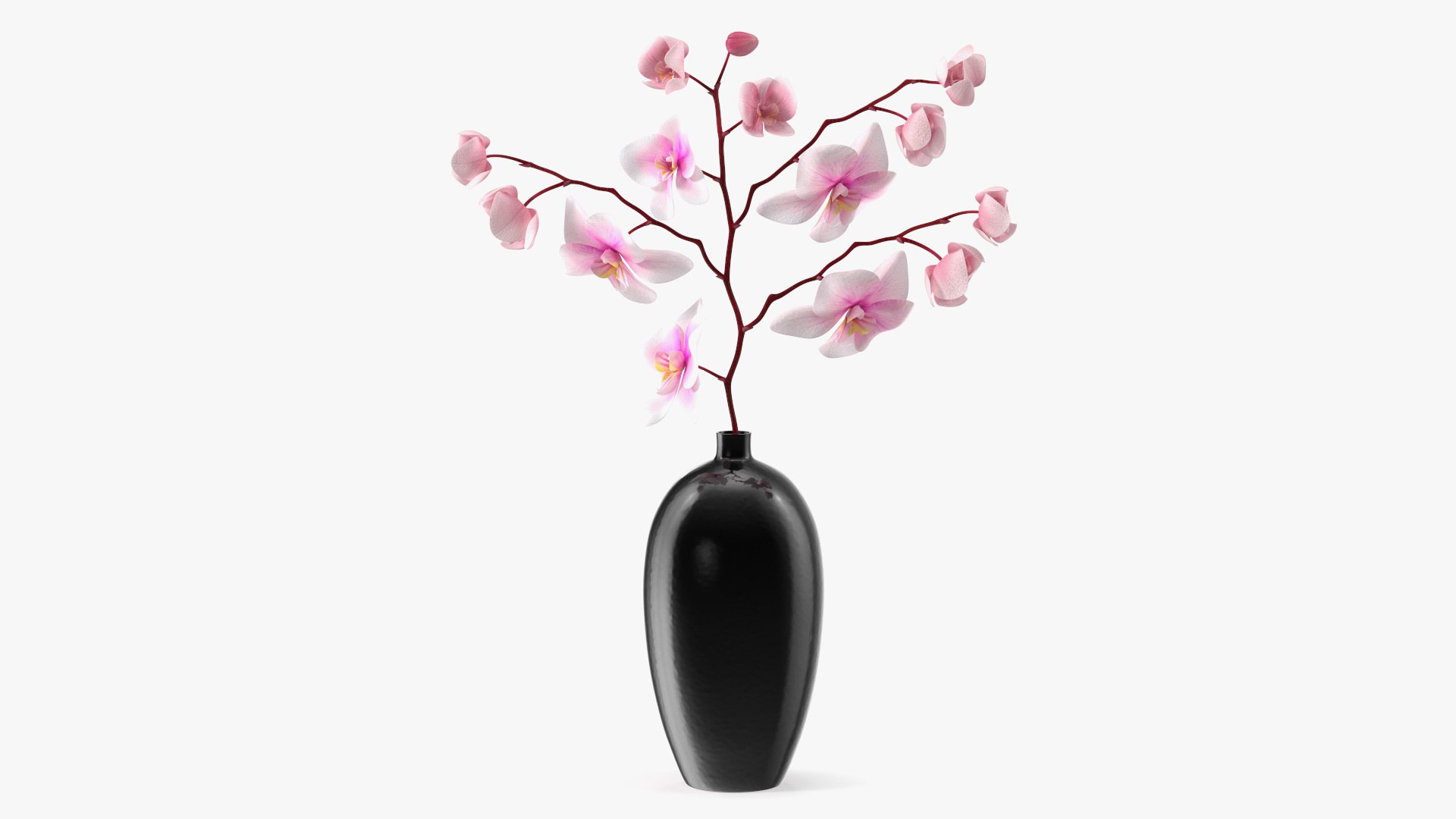 Black Vase with Phalaenopsis Orchid 3D model preview