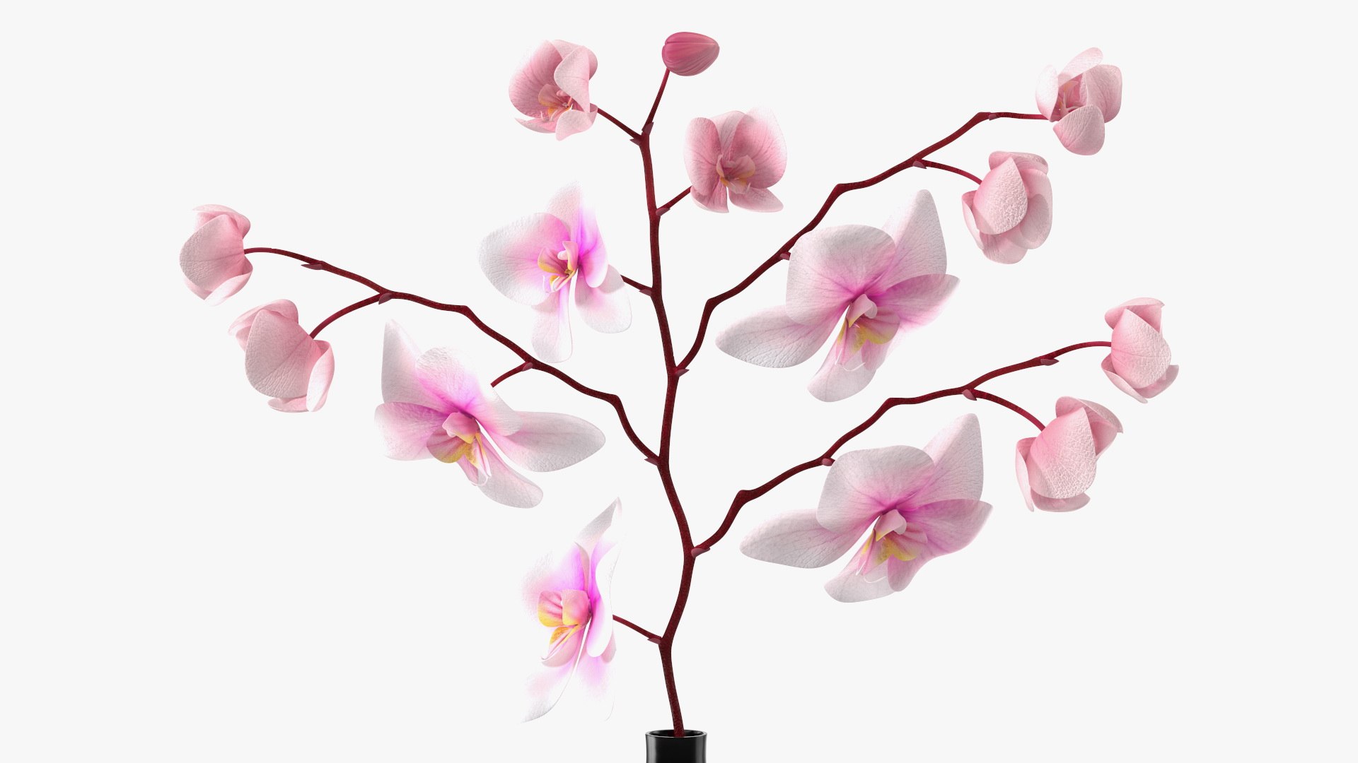 Black Vase with Phalaenopsis Orchid 3D https://p.turbosquid.com/ts-thumb/Kv/RVZ6uy/X9/blackvasewithphalaenopsisorchidmb3dmodel012/jpg/1686081051/1920x1080/fit_q87/73308c3c443ccfa73fef9f4f12c5b9fc90ef20aa/blackvasewithphalaenopsisorchidmb3dmodel012.jpg