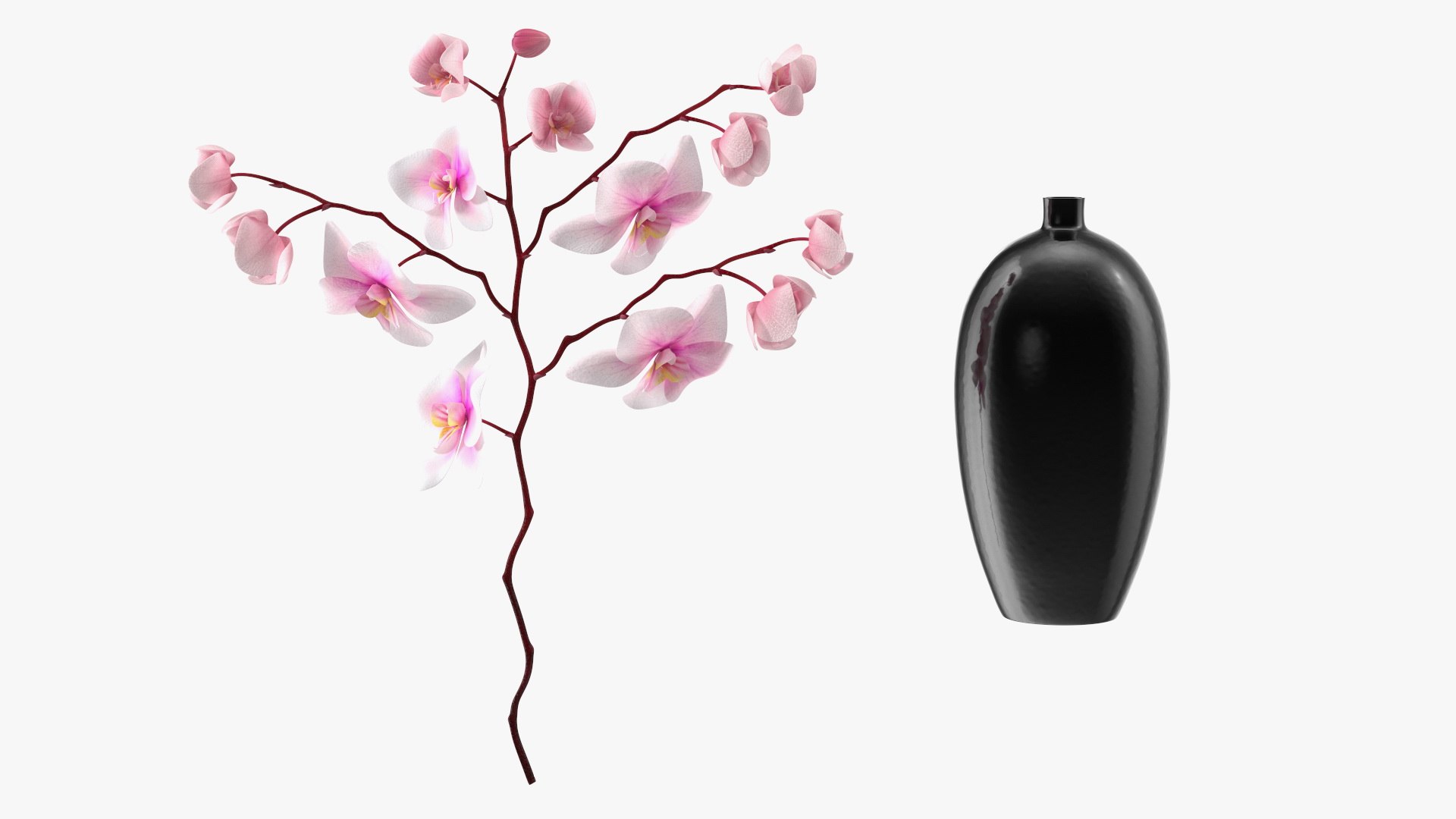 Black Vase with Phalaenopsis Orchid 3D https://p.turbosquid.com/ts-thumb/Kv/RVZ6uy/ZL/blackvasewithphalaenopsisorchidmb3dmodel010/jpg/1686081045/1920x1080/fit_q87/6146c89cdc7272e6fbe962b72ab043784a98e02c/blackvasewithphalaenopsisorchidmb3dmodel010.jpg