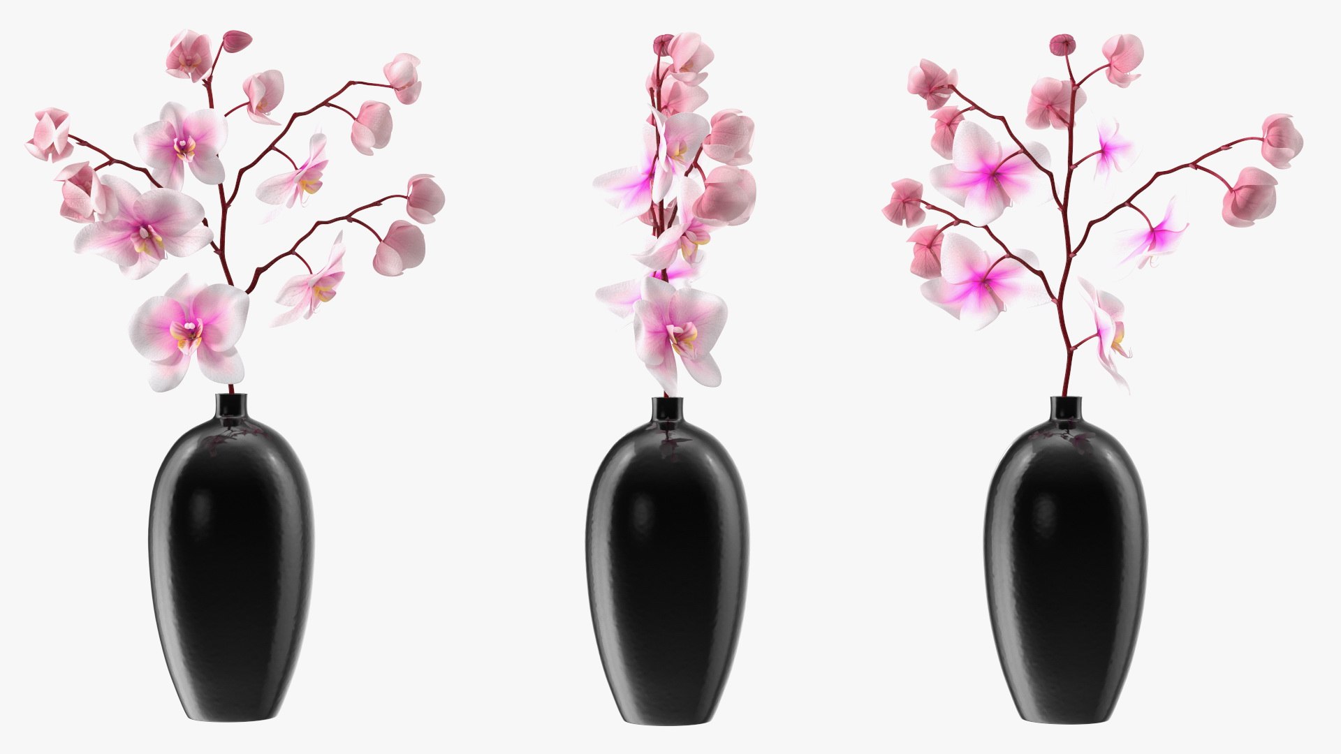 Black Vase with Phalaenopsis Orchid 3D https://p.turbosquid.com/ts-thumb/Kv/RVZ6uy/cU/blackvasewithphalaenopsisorchidmb3dmodel011/jpg/1686081048/1920x1080/fit_q87/f25e97b034ddca72baeb4055dd214c8eb394c1b6/blackvasewithphalaenopsisorchidmb3dmodel011.jpg