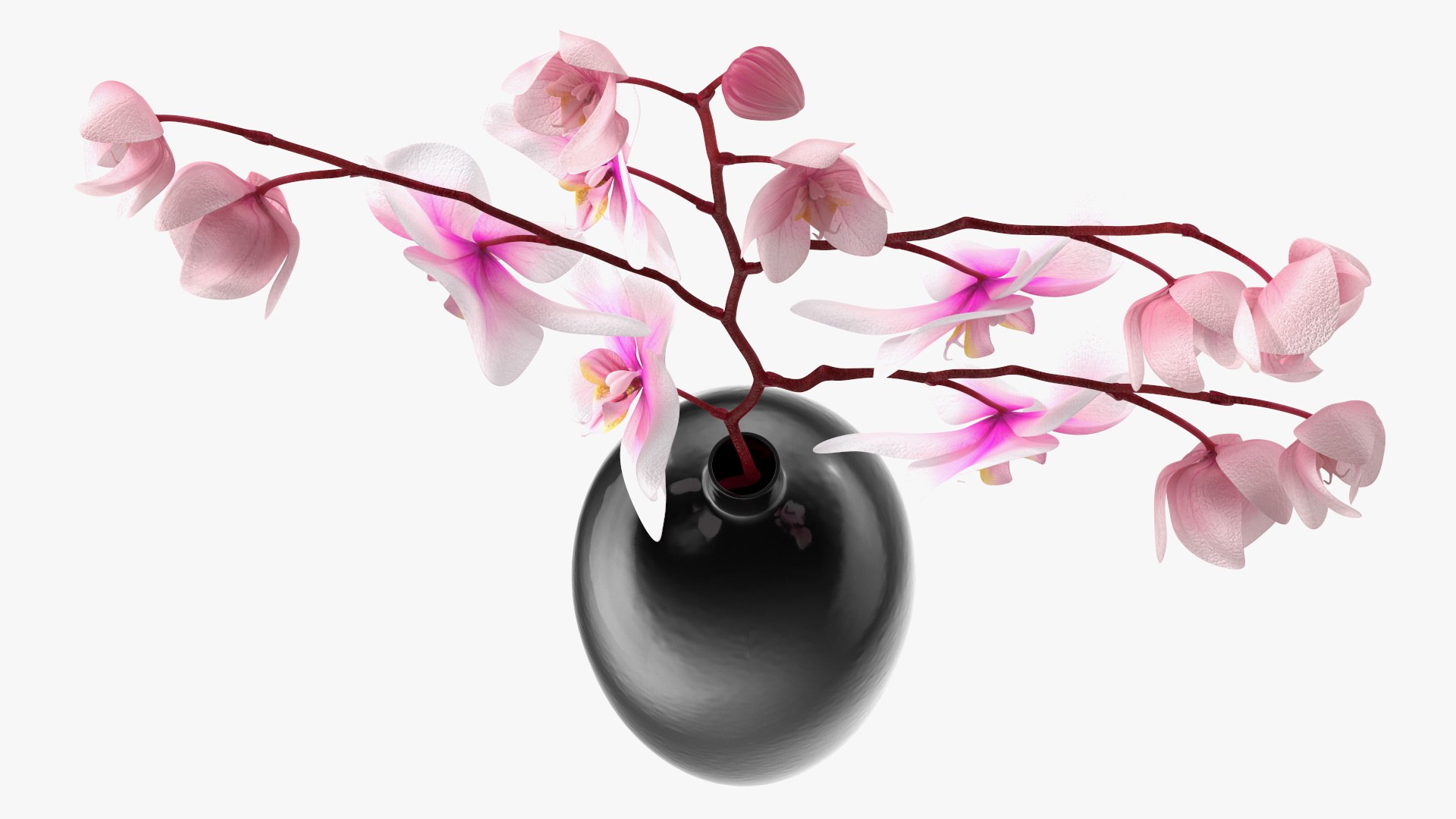Black Vase with Phalaenopsis Orchid 3D https://p.turbosquid.com/ts-thumb/Kv/RVZ6uy/oE/blackvasewithphalaenopsisorchidmb3dmodel014/jpg/1686081057/1920x1080/fit_q87/84cc6102b94af2b2508b2e9e33e968bba2a16932/blackvasewithphalaenopsisorchidmb3dmodel014.jpg