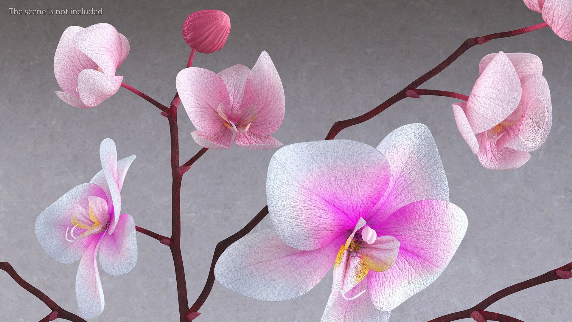 Black Vase with Phalaenopsis Orchid 3D https://p.turbosquid.com/ts-thumb/Kv/RVZ6uy/qx/blackvasewithphalaenopsisorchidmb3dmodel006/jpg/1686081031/1920x1080/fit_q87/b47d6a6b6949bf7ed54a0d75404007c4f5d319ff/blackvasewithphalaenopsisorchidmb3dmodel006.jpg