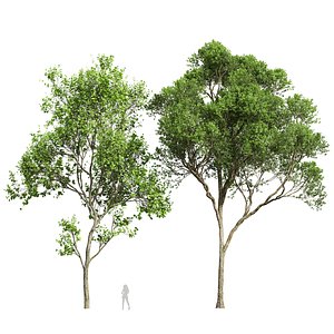 3D model Acer Pseudoplatanus and Acer Saccharinum Summer