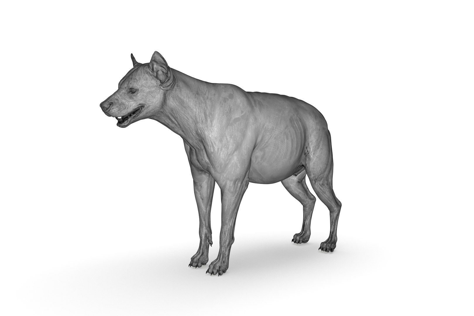 Hyena 3D model https://p.turbosquid.com/ts-thumb/Kv/i80fNh/qT/render_22/jpg/1711130364/1920x1080/fit_q87/123b0a1c1a802b2915f88429a63af10c4ae89ee2/render_22.jpg