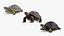 Coleção Turtles Rigged 4