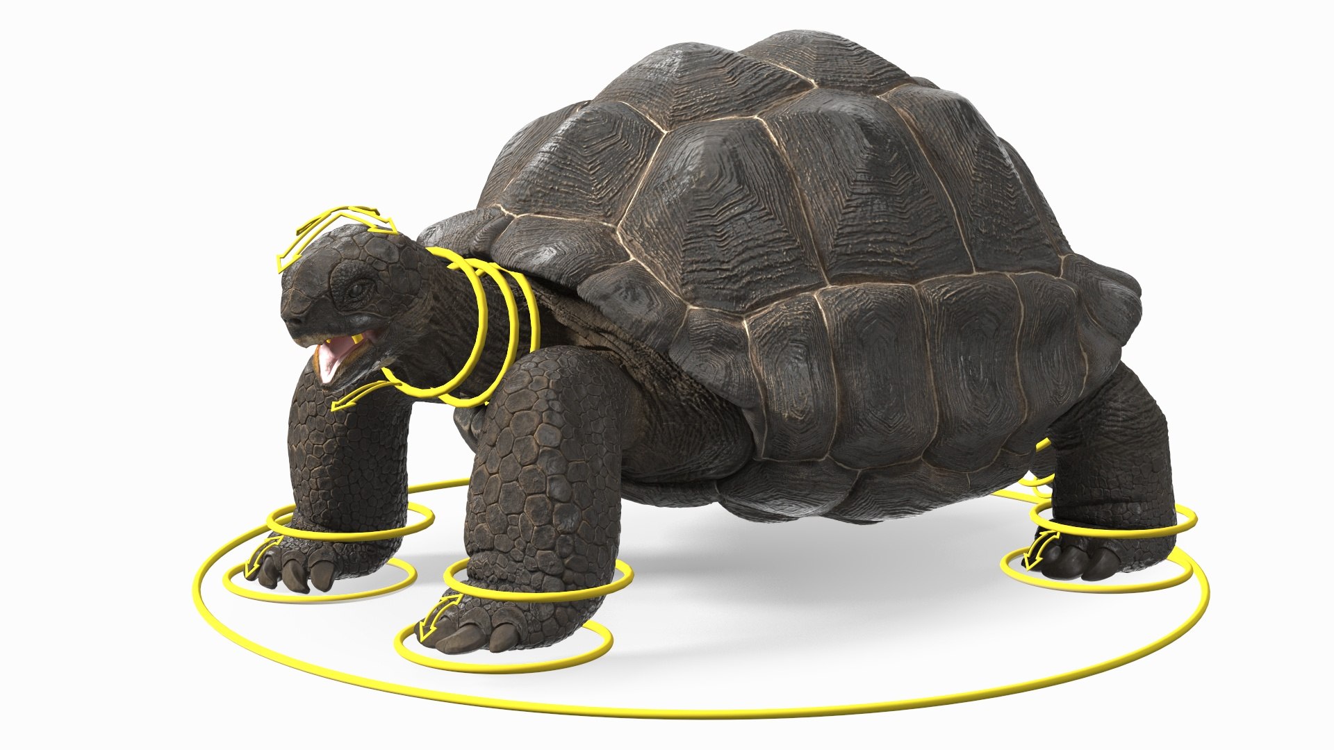 Turtles Rigged Collection 4 3D model https://p.turbosquid.com/ts-thumb/Kv/iOmeFR/8p/riggedturtlescollection4_003/jpg/1773414709/1920x1080/fit_q87/5c5453e3ceac1464509b18702b366761b699380d/riggedturtlescollection4_003.jpg
