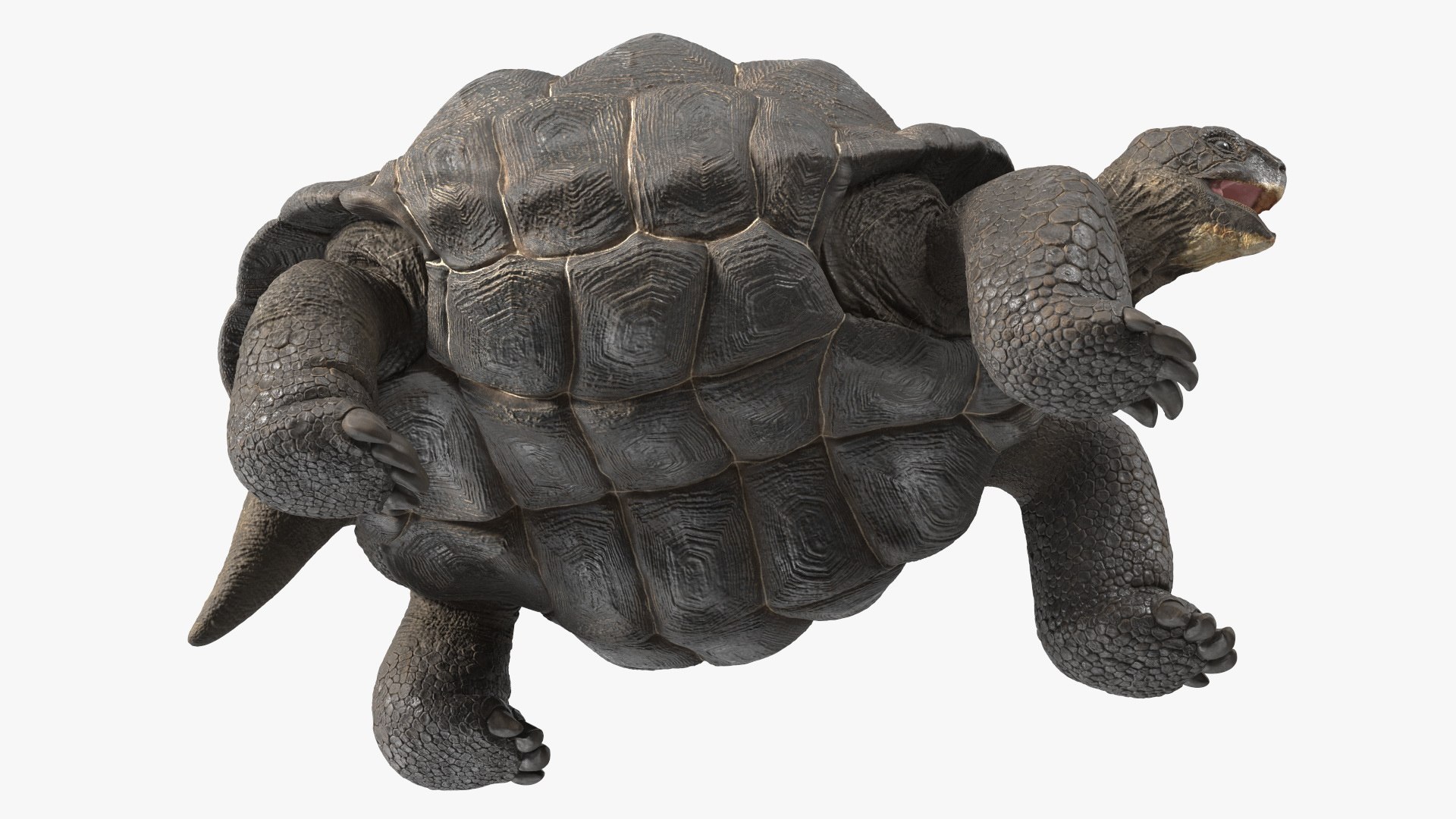 Turtles Rigged Collection 4 3D model https://p.turbosquid.com/ts-thumb/Kv/iOmeFR/VA/riggedturtlescollection4_006/jpg/1773414711/1920x1080/fit_q87/97ea607b6b39e9e3f27d541cbc2b1ae52b46a78b/riggedturtlescollection4_006.jpg
