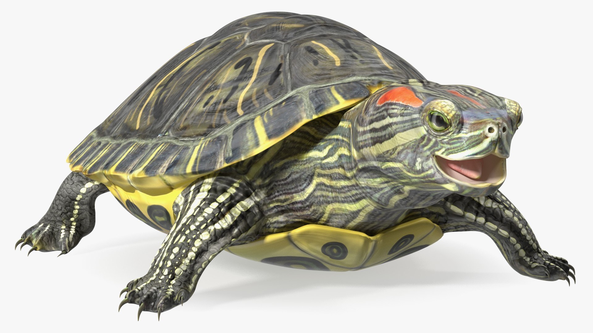 Turtles Rigged Collection 4 3D model https://p.turbosquid.com/ts-thumb/Kv/iOmeFR/Vb/riggedturtlescollection4_013/jpg/1773414716/1920x1080/fit_q87/69e0c692aa16158636efdfb0340b2c4660e7765e/riggedturtlescollection4_013.jpg