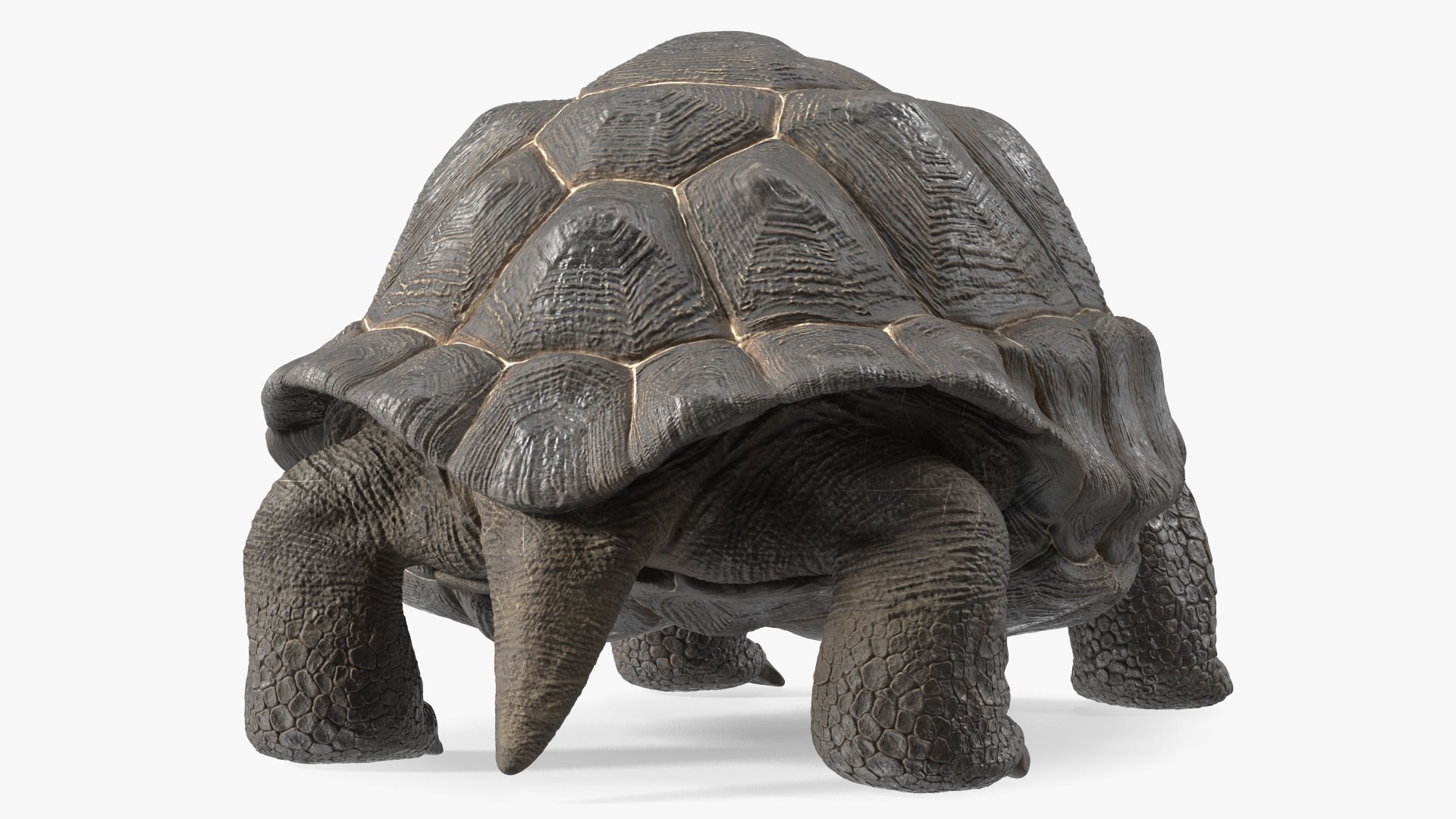 Turtles Rigged Collection 4 3D model https://p.turbosquid.com/ts-thumb/Kv/iOmeFR/Yf/riggedturtlescollection4_005/jpg/1773414712/1920x1080/fit_q87/bb89293464d0ecf9c07188207eac078716bdd940/riggedturtlescollection4_005.jpg
