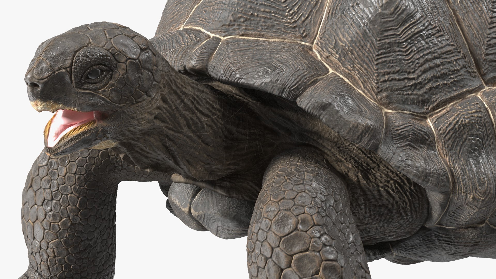 Turtles Rigged Collection 4 3D model https://p.turbosquid.com/ts-thumb/Kv/iOmeFR/m1/riggedturtlescollection4_004/jpg/1773414712/1920x1080/fit_q87/df5fce8d9a853d4e1a57f210244ae01e53865adb/riggedturtlescollection4_004.jpg