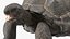 Coleção Turtles Rigged 4
