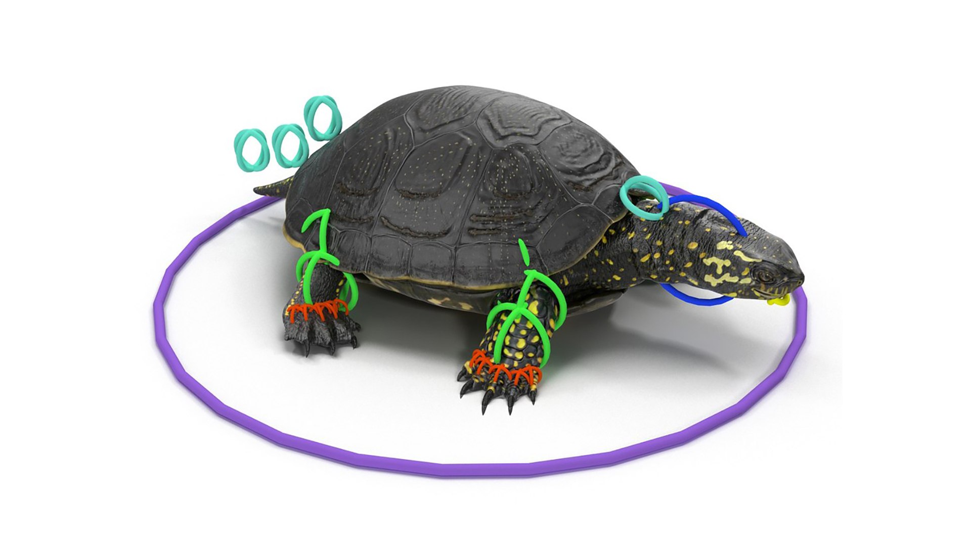 Turtles Rigged Collection 4 3D model https://p.turbosquid.com/ts-thumb/Kv/iOmeFR/nt/riggedturtlescollection4_008/jpg/1773414714/1920x1080/fit_q87/c4a42725af895062fb6d590090d160c37c1e42a4/riggedturtlescollection4_008.jpg