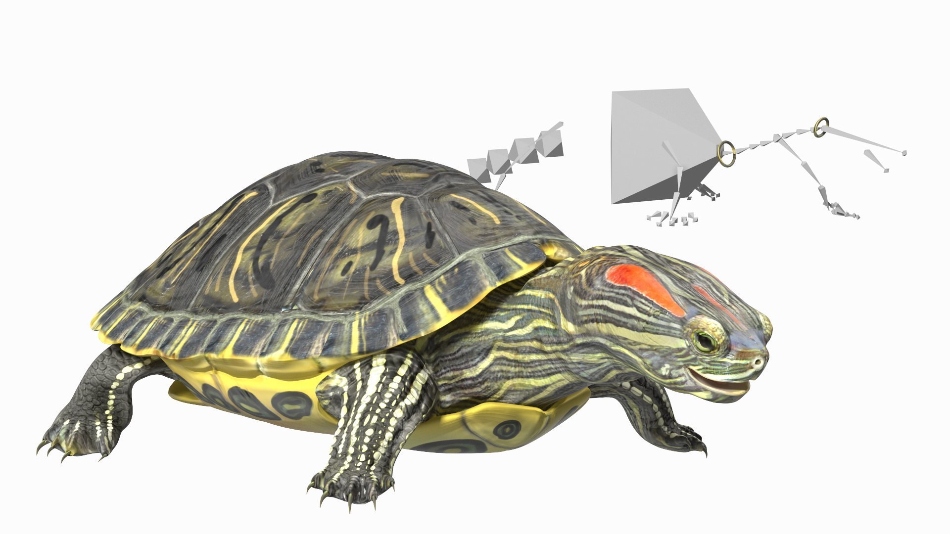Turtles Rigged Collection 4 3D model https://p.turbosquid.com/ts-thumb/Kv/iOmeFR/oW/riggedturtlescollection4_014/jpg/1773414717/1920x1080/fit_q87/d715d1643f4e9465b5f22f8083fcc8cd7c259b56/riggedturtlescollection4_014.jpg