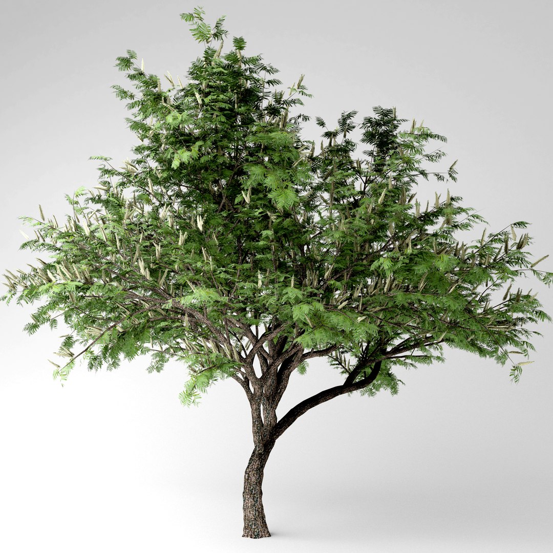 3D Hook Thorn Plant Model - TurboSquid 1534438