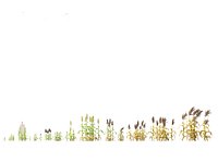 Sorghum bicolor -great millet