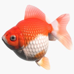 fish goldfish ping-pong 3d model