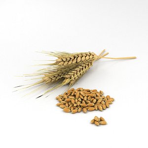 3D wheat model