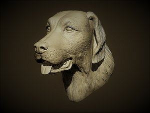 retrievers dog head model