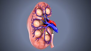 kidneys arteries 3D model