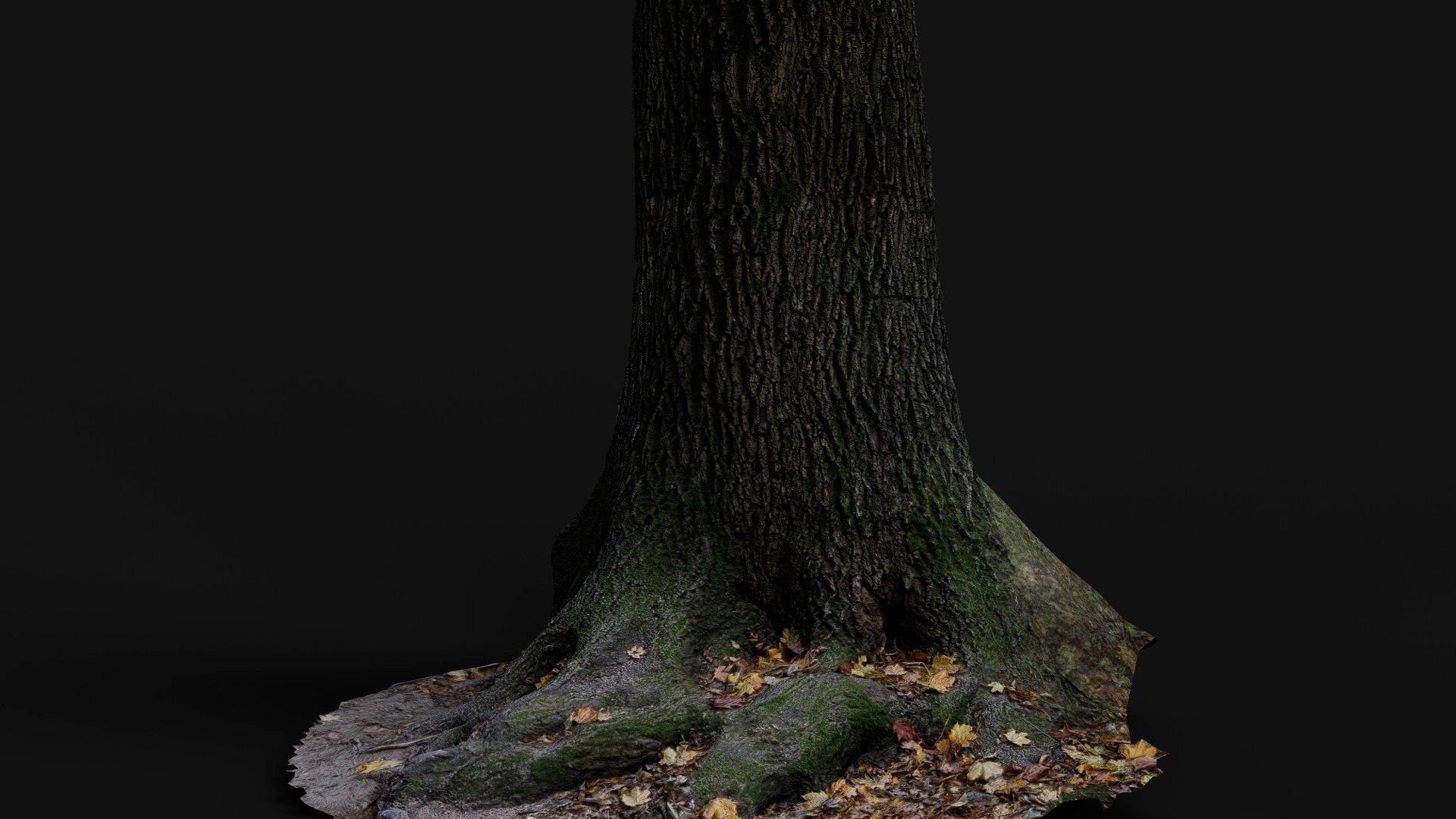 3D Tree Trunk Big Roots PBR Photogrammetry Model - TurboSquid 2453541