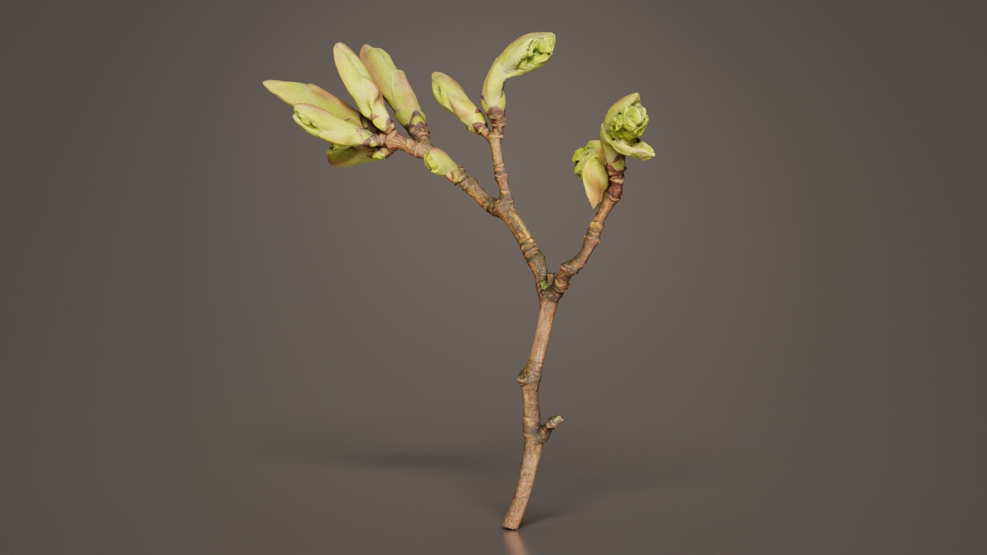 Acer Opalus Mill Italian Maple Sapindaceae Sprout Remastered 3D Model ...