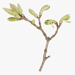 Acer Opalus Mill Italian Maple Sapindaceae Sprout Remastered 3D model
