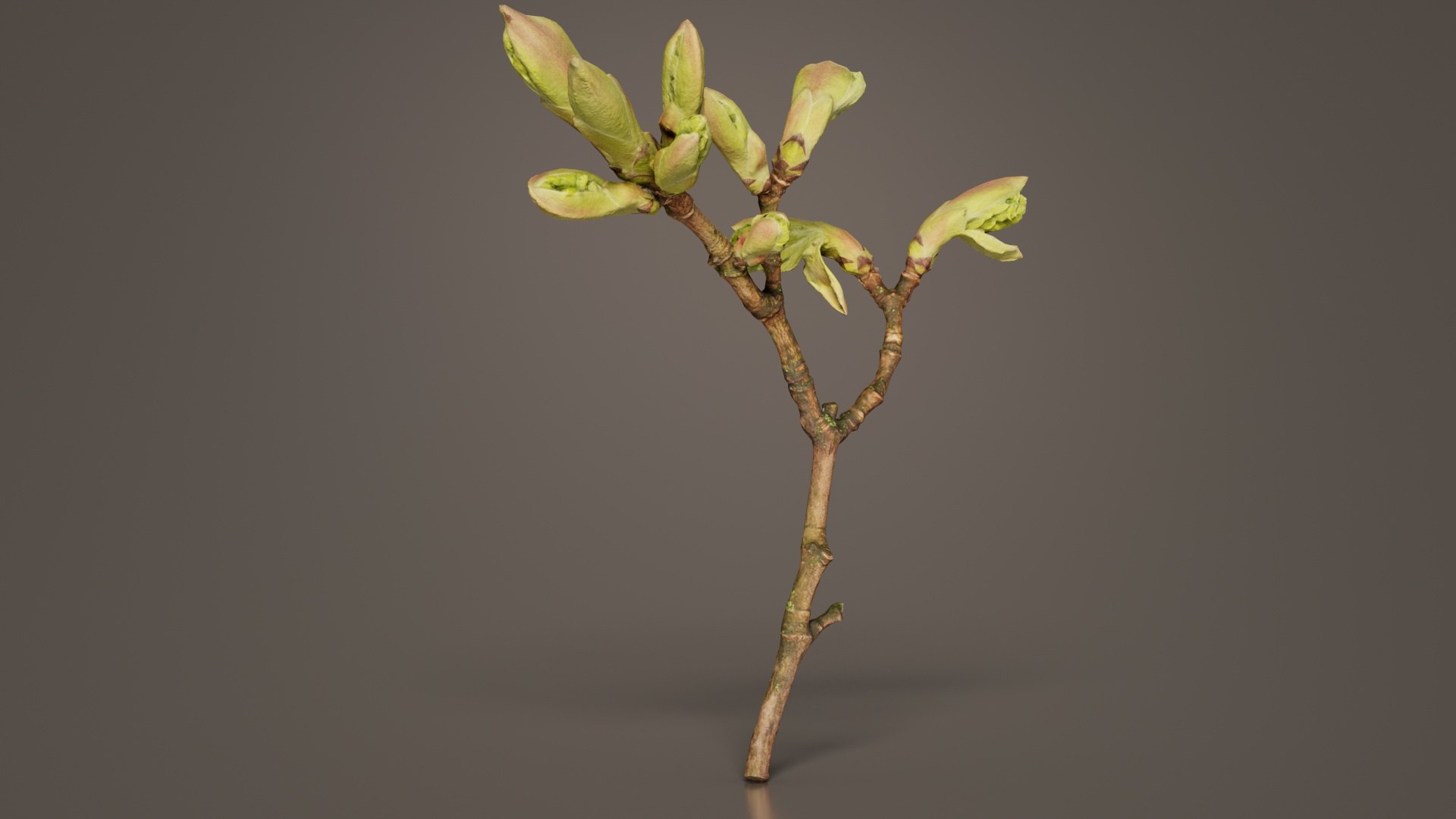 Acer Opalus Mill Italian Maple Sapindaceae Sprout Remastered 3D Model ...