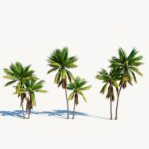 3D model Cocos nucifera b