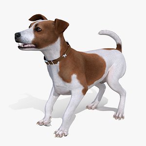 Spotted Jack Russell Terrier Fur Rigged