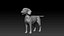 3D beagleDog 3D model