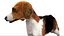 3D beagleDog 3D model